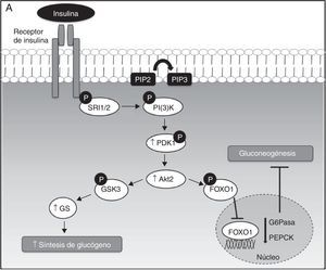 A. Señalización hepática de la insulina. La insulina, a su llegada al hepatocito, se une y activa el receptor tirosina cinasa de la insulina (RTKI), el cual promueve la fosforilación del sustrato del receptor de la insulina (SRI), siendo el SRI2 el más importante a nivel hepático. La fosforilación de SRI2 genera sitios de unión para la quinasa fosfatidilinositol 3 —PI(3)K—. La unión de PI(3)K a SRI2 convierte el lípido de membrana fosfatidilinositol 4,5-bifosfato (PIP2) en fosfatidilinositol 3,4,5-trifosfato (PIP3) que, a su vez, recluta Akt2. Bajo condiciones de estímulo de insulina, la proteína cinasa D (PDK1) es fosforilada y activa Akt2, que parece suprimir la producción hepática de glucosa mediante 2 mecanismos principales: primero, la disminución de la expresión de las enzimas gluconeogénicas mediante la fosforilación y la exclusión nuclear de la proteína FOXO1, que inhibe la activación de la expresión de proteínas gluconeogénicas como la glucosa-6 fosfatasa (G6Pasa) y la fosfoenolpiruvato carboxiquinasa (PEPCK), dando lugar a la supresión de la gluconeogénesis hepática; y en segundo lugar, el aumento de la actividad de la glucógeno sintasa (GS) mediante la fosforilación e inactivación de la quinasa glucógeno sintasa 3 (GSK3). En su forma inactiva (fosforilada), GSK3 no cataliza la fosforilación e inactivación de la GS, permitiendo así la síntesis de glucógeno hepática.B. Mecanismos moleculares de DAG-PKC¿ que median la resistencia a la insulina hepática. La acumulación hepática de DAG permite la activación y translocación de PKC¿ hacia la membrana plasmática, lo que provoca la inhibición del receptor quinasa de la insulina y su señalización intracelular.