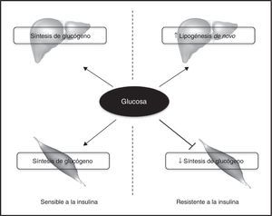 La resistencia a la insulina en el músculo esquelético contribuye a la lipogénesis hepática. En los sujetos insulinosensibles la insulina estimula la síntesis de glucógeno tanto en tejido muscular como hepático. Sin embargo, en aquellos que presentan resistencia a la insulina en el músculo esquelético, esta hormona no es capaz de promover la síntesis de glucógeno, redistribuyendo el sustrato hacia el hígado, lo que contribuye a un incremento de la lipogénesis de novo hepática. El aumento de la síntesis de lípidos en el hígado de pacientes con resistencia a la insulina en el músculo esquelético promueve el desarrollo de EHGNA.