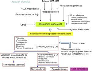 Patogenia del proceso arteriosclerótico considerando la disfunción endotelial como el punto común inicial.