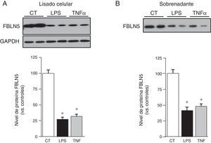 El nivel de proteína FBLN5 y su secreción se reducen en CMLV expuestas a estímulos inflamatorios. Los niveles proteicos de la FBLN5 se evaluaron mediante Western blot en lisados celulares (A) y en medio condicionado (B) tras 48h de estimulación. Se muestra un autorradiograma representativo de 5 experimentos individuales realizados por duplicado. El histograma muestra el análisis densitométrico de las membranas (panel inferior). Los resultados se muestran como media±SEM. (* p<0,01 vs. controles).