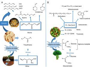 Fitoquímicos organoazufrados presentes en hortalizas de los géneros Allium sp. y Brassica sp. A) Estructuras químicas y transformaciones de los organoazufrados presentes en el ajo (Allium sativum L). Biosíntesis de compuestos alquenil-cisteín-sulfóxidos (entre ellos, aliina), a partir de sulfato absorbido por las raíces. Lisis de aliina mediada por la enzima alinasa y producción de alicina. Descomposición de alicina mediante cocción. B) En Brassica, isotiocianatos formados como consecuencia de la hidrólisis de los glucosinolatos por la mirosinasa. En la figura se muestran los principales isotiocianatos que se forman en brócoli (Brassica oleracea italica L): sulforafano, indol-3-carbinol y alil-isotiocianato.
