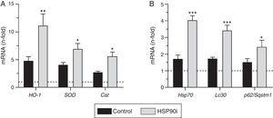 HSP90 inhibition triggers cytoprotective cellular mechanisms in the aorta of diabetic mice. Real-time PCR analysis of antioxidant defense genes (HO-1, SOD and Cat) (A), HSP90 cytoprotective cochaperone (Hsp70) and autophagy-involved genes (Lc3 and p62/Sqstm1), (B) in aortic tissue from diabetic mice treated with vehicle (control) and HSP90 inhibitor (HSP90i). Values normalized by 18S are expressed as fold increases vs. non-diabetic mice (horizontal dashed-lines). Data are the mean±SEM of 4–8 animals per group. *p<0.05, **p<0.01, ***p<0.01 vs. control.