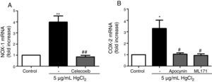 NOX-1 and COX-2-derived products induce COX-2 and NOX-1 expression, respectively. (A) Effect of celecoxib (10μM) on HgCl2-induced NOX-1 expression. (B) Effect of apocynin (300μM) and ML-171 (0.5μM) on HgCl2-induced COX-2 expression. Data are expressed as mean±SEM. *p<0.05, **p<0.01 vs Control. #p<0.05, ##p<0.01 vs HgCl2. n: 6.