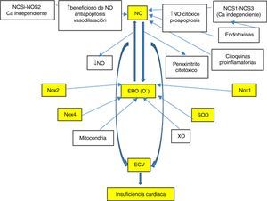 Principales mecanismos relacionados con ERO y ERN implicados en la enfermedad cardiovascular.