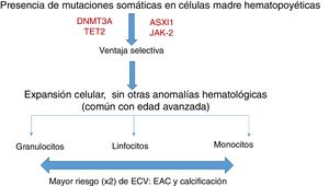 Hematopoyesis clonal de potencial indeterminado (CHIP) se asocia con enfermedad arterial coronaria.