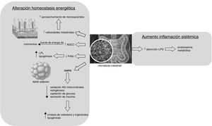 Mecanismos de acción de la microbiota como promotora de la obesidad. AGCC: ácidos grasos de cadena corta; AMPK: del inglés, AMP-activated protein kinase; FIAF: del inglés, fasting-induced adipocyte factor; LPL: lipoproteína lipasa; hormona LPS: lipopolisacáridos.