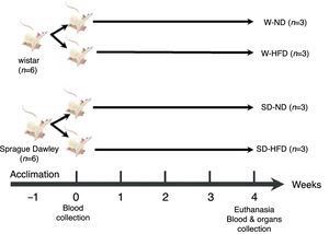 The experimental design of twelve rats. Both Wistar and Sprague Dawley (SD) rats (6 per each) were randomly divided into 4 groups and fed in selective diets for 4 weeks. W-ND; Wistar rats fed standard diet, W-HFD; Wistar rats fed a high fat diet, SD-ND; Sprague Dawley rats fed standard diet, SD-HFD; Sprague Dawley rats fed a high fat diet.