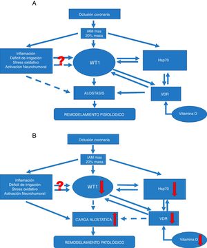Vías de señalización. (A) Vía de señalización en remodelado ventricular fisiológico. Si una oclusión coronaria determina un área infartada igual o superior al 20%, esto puede condicionar el remodelado fisiológico-alostático. Este mecanismo involucra factores conocidos, como la inflamación, la hipoxia tisular, el estrés oxidativo, entre otros. Pero también induce la expresión de factores menos conocidos, como el factor de transcripción WT1 y la proteína de respuesta a estrés Hsp70. Además, otro efector poco conocido, como la vitamina D y sus receptores, favorecería las acciones de Hsp70 así como WT1 y consecuentemente el remodelado fisiológico-alostático. No resulta claro aún de qué manera la inflamación, el déficit de irrigación, el estrés oxidativo y la activación neurohumoral podrían actuar modulando la expresión de WT1 y menos el hecho de que este efecto resulta temporal. Las flechas continuas indican inducción, mientras que las discontinuas indican inhibición. Por alostasis se entiende a los mecanismos de ajuste biológico que poseen valores de ajuste mayores que los regulados por homeostasis. Estos serían capaces —temporalmente— de adaptación dentro de una cierta inestabilidad como la verificada en el IAM. (B) Vía de señalización en remodelado ventricular fisiopatológico. Si la oclusión coronaria determina un área infartada igual o superior al 20%, esto puede condicionar el remodelado fisiopatológico por carga o sobrecarga alostática. Este mecanismo patológico involucra factores conocidos, como son la inflamación, la hipoxia tisular, el estrés oxidativo, entre otros. Del mismo modo que para el remodelado fisiológico, aquí también se involucran factores menos conocidos pero con caída de los mismos. Reducción en la expresión del factor de transcripción WT1 y la proteína de respuesta a estrés Hsp70. También se ve afectado otro efector poco conocido, como es la vitamina D y sus receptores; alteraciones que favorecerán el desarrollo del remodelado fisiopatológico. Nuevamente se pone de manifiesto que no resulta claro aún de qué manera la inflamación, el déficit de irrigación, el estrés oxidativo y la activación neurohumoral podrían actuar modulando la expresión de WT1 y menos el hecho de que este efecto resulta temporal. Las flechas continuas indican inducción, mientras que las flechas discontinuas indican inhibición. La carga alostática representa los mecanismos involucrados en la respuesta alostática —activados en tiempo y forma— para permitir una efectiva adaptación pero que si no se inactivan también en tiempo y forma adecuada pueden causar daños en el organismo y en los sistemas involucrados con la alostasis. Estos mecanismos de adaptación sobrerregulados por mecanismos aún no esclarecidos durante la inestabilidad del IAM podrán determinar el denominado remodelado fisiopatológico por sobrecarga alostática.