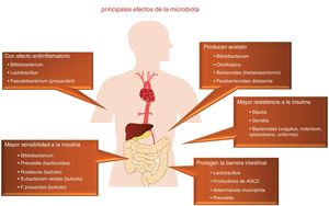 Funciones biológicas atribuidas a la microbiota intestinal. AGCC: ácidos grasos de cadena corta.