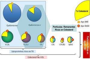 Distribución de las lipoproteínas ricas en triglicéridos y las partículas que abarca el colesterol no HDL. apoB: apolipoproteína B; HDL: lipoproteínas de alta densidad; IDL lipoproteínas de densidad intermedia; LDL(b): subfracción de lipoproteínas LDL pequeñas y densas; LDL: lipoproteínas de baja densidad; Lp(a): lipoproteína (a); Quilomicron-R: quilomicrón residual; TG: triglicéridos; VLDL: lipoproteínas de muy baja densidad; VLDLr: lipoproteínas de muy baja densidad residuales. Adaptada con permiso de Hernández-Mijares A, Ascaso JF, Blasco M, Brea A, Díaz A, Mantilla T, et al.. Residual cardiovascular risk of lipid origin. Components and pathophysiological aspects. Clin Investig Arterioscler. 2018 Sep 24. [Epub ahead of print]. doi: 10.1016/j.arteri.2018.06.007.