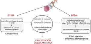 Mecanismos involucrados en la calcificación activa a nivel de la íntima (típica de lesiones ateroscleróticas) y la media (comúnmente asociada a la edad, a la diabetes y a la insuficiencia renal crónica). CMVL: células musculares vasculares lisas.
