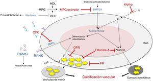 Inhibidores (rojo) e inductores (azul) de calcificación vascular a nivel de las células musculares vasculares lisas.BMP: proteína morfogenética ósea 2/4; CMVL: células musculares vasculares lisas; HDL: lipoproteínas de alta densidad; MGP: proteína de matriz del ácido g-carboxiglutámico; MPG: activador del receptor para el ligando del factor nuclear κB (RANKL); MSX2: factor de transcripción relacionado con la proteína homeobox; OPG: osteoprotegerina; OPN: osteopontina; PP: pirofosfato; RUNX-2: factor de transcripción relacionado con runt; VitK: vitamina K.