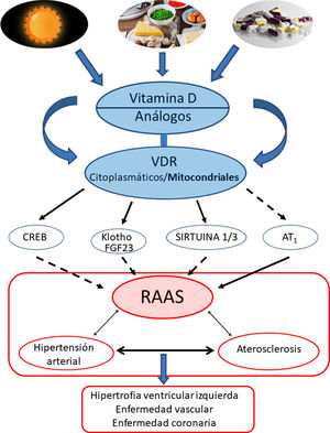 Resumen gráfico/esquemático de las principales vías de señalización implicadas en la modulación de vitamina D —y sus receptores tanto citoplasmáticos como mitocondriales— sobre el sistema RAAS y su impacto en el desarrollo de la enfermedad cardiovascular y sus principales exponentes representados aquí como hipertensión arterial, aterosclerosis y la enfermedad coronaria. Las fechas continuas indican inducción/estimulación, mientras que las flechas discontinuas indican inhibición.