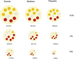Esquema de las clases y subclases de lipoproteínas.