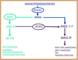 El sistema renina angiotensina presenta dos vías biológicas opuestas: la vía proinflamatoria regulada por la enzima convertidora de angiotensina (ACE) que modula el péptido angiotensina II (Ang II) y el receptor AT1 (AT1-R). La vía antiinflamatoria regulada por la enzima convertidora de angiotensina 2 (ACE2) y que modula el péptido angiotensina (1-7) y el receptor Mas (MAS-R).