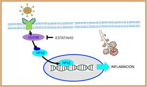 El SARS-CoV-2 interactúa con receptores tipo Toll (TLR) en la membrana de la célula huésped y aumentan la expresión del gen de respuesta primaria de diferenciación mieloide 88 (MyD88), que a su vez activa al factor nuclear kappa B (NF-κB), promoviendo inflamación. Las estatinas reprimen la expresión de MyD88, con lo que suprimen la activación de NF-κB, ejerciendo un efecto antiinflamatorio.