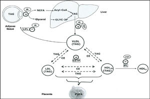 Representación esquemática de las interacciones lipoproteicas producidas durante el tercer trimestre de embarazo. CE: esteres de colesterol; CETP: proteína transferidora de esteres de colesterol; EST: estradiol; HDL: lipoproteínas de alta densidad; HL: lipoproteína hepática; IR: resistencia a insulina; LDL: lipoproteínas de baja densidad; NEFA: ácidos grasos no esterificados; PUFA: ácidos grasos poliinsaturados; TAG: triacilglicéridos; VLDL: lipoproteínas de muy baja densidad. Fuente: Modificado de Herrera E, Desoye G. Horm Mol Clin Investig. 2016;26(2):109-27.