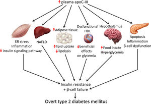 Insulin resistance mechanisms induced by apoC-III. ApoC-III, apolipoprotein C-III; ER, endoplasmic reticulum; HDL, high-density lipoprotein; NAFLD, non-alcoholic fatty liver disease.