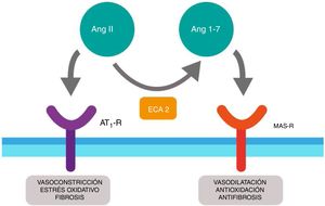 Dualidad del sistema renina angiotensina (Ang). La angiotensina ii (Ang II) al actuar sobre el receptor tipo 1 de Ang (AT1-R) ejerce efectos vasoconstrictores, oxidativos e induce fibrosis. La enzima conversora de angiotensina 2 (ECA2) convierte la Ang II en Ang (1-7) con propiedades vasodilatadoras, antioxidantes y antifibrosis a través del receptor Mas (MAS-R).