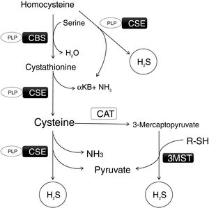 Transsulfuration pathway and the biosynthetic route of H2S. This gasotrasmitter (H2S) is synthesized in the transsulfuration pathway in many organs such as liver, kidney, heart and adipose tissue. There are three main enzymes involved in its formation: cystathionine beta-synthase (CBS), cystathionine gamma-lyase (CSE), which work in concert to transform Homocysteine into H2S, and 3-mercaptopyruvate sulfurtransferase (3-MST) which uses mercaptopyruvate to produce H2S. α-KB: α-ketobutyrate; PLP: Pyridoxal 5′-phosphate.