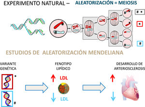 Aleatorización mendeliana: un «experimento» natural. La recombinación y reparto aleatorizado de los genes de ambos progenitores en el proceso de meiosis proporciona un «experimento natural» que permite evaluar el efecto de la «asignación aleatoria» de genes que producen cambios en los niveles de colesterol y su repercusión en la incidencia de cardiopatía isquémica. La demostración de que los sujetos que heredan un gen que condiciona un aumento de c-LDL (* v.gr. variante defectiva del receptor LDL) presentan una mayor frecuencia de enfermedad coronaria ratifica el papel etiológico del colesterol en el desarrollo de arteriosclerosis. Recíprocamente, la herencia de un gen que produce un descenso de c-LDL (# v.gr. variante defectiva de PCSK-9) se asocia con una reducción de la incidencia de enfermedad coronaria.