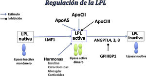 Regulación de la LPL. ANGPTL4, 3, 8: proteína relacionada con la angiopoyetina tipo 4, 3 y 8; ApoA5: apolipoproteína A5; ApoCII: apolipoproteína CII; ApoCIII: apolipoproteína CIII; GPIHBP1: proteína de unión a lipoproteínas de alta densidad anclada a glucosilfosfatidilinositol tipo 1; LMF1: factor de maduración de LPL (ensamblaje en endotelio); LPL: lipoproteína lipasa.