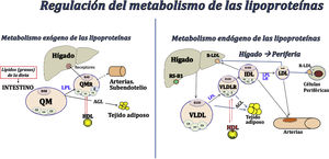 Regulación del metabolismo de las lipoproteínas. AGL: ácidos grasos libres; B100: apoB100; B48: apoB48; CII: apoCII; CIII: apoCIII; E: apoE; IDL: lipoproteína de densidad intermedia; LDL: lipoproteínas de baja densidad; LH: lipasa hepática; LPL: lipoproteína lipasa; QM: quilomicrones; QMR: quilomicrón residual; R-LDL: receptor de LDL; RS-BI: receptor de HDL; VLDL: lipoproteínas de muy baja densidad; VLDLR: VLDL residual.