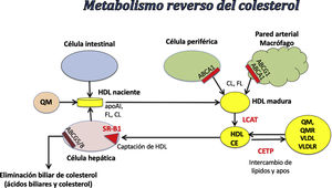 Metabolismo reverso del colesterol. ABCA1: ATP-binding cassette transporter o proteína transportadora dependiente del ATP familia casete ABCA miembro 1; ABCG1: ATP-binding cassette sub-family G member 1, casete de unión a ATP subfamilia G miembro 1; CE: colesterol esterificado; CETP: proteína de transferencia de ésteres de colesterol; CL: colesterol libre; FL: fosfolípidos; HDL: lipoproteína de alta densidad; LCAT: lecitin-colesterol acil transferasa; QM: quilomicrones; QMR: QM residuales; SR-BI: receptor de HDL; VLDL: lipoproteínas de muy baja densidad; VLDLR: VLDL residual.