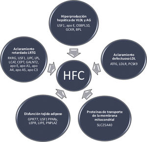 Vías metabólicas y genes implicados en la hiperlipemia familiar combinada. AG: ácidos grasos; apo: apolipoproteína; HFC: hiperlipemia familiar combinada; LDL: lipoproteínas de baja densidad; LRTG: lipoproteínas ricas en triglicéridos; VLDL: lipoproteínas de muy baja densidad.
