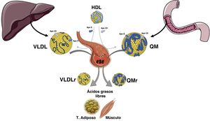 Metabolismo de las lipoproteínas ricas en triglicéridos.