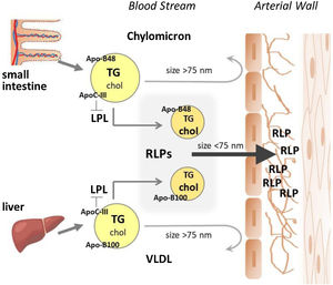 Triglyceride-rich-lipoprotein (TGLs) synthesis and catabolism. TG: triglyceride; chol: cholesterol; RLP: remnant lipolysis products; VLDL: very-low-density-lipoproteins.