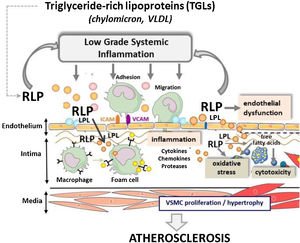 Involvement of triglyceride-rich-lipoproteins (TLPs) and their remnant lipolytic products (RLPs) in the pathophysiology of atherosclerosis. VLDL: very low density lipoproteins; LPL: lipoprotein lipase.