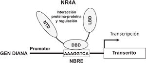 Estructura y función de los receptores NR4A. Los receptores NR4A activan la transcripción a través de la unión por su DBD (DNA Binding Domain, dominio de unión al ADN) a secuencias específicas del promotor de sus genes diana. Una de las más comunes es el elemento octamérico NBRE (Nerve Growth factor-Induced clone B [NGFI-B] Response Element) cuya secuencia consenso es AAAGGTCA. El NTD (N-terminal Domain, dominio amino-terminal) es importante para la regulación de la actividad de estos factores de transcripción, por ejemplo, mediante modificaciones postraduccionales como la fosforilación, y para la interacción con cofactores y con otros factores de transcripción. El LBD (Ligand Binding Domain, dominio de unión a ligando) es también un dominio multifuncional necesario para la dimerización y la interacción con otras proteínas.