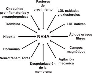 La expresión de los receptores NR4A es inducida por diversos estímulos. Nur77 (NR4A1), Nurr1 (NR4A2) y NOR-1 (NR4A3) son genes cuya expresión aumenta de forma muy rápida y marcada en respuesta a un gran número de estímulos fisiopatológicos y físicos.