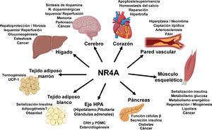 Resumen de algunos de los efectos de los receptores NR4A en diferentes órganos. Se indica los procesos en los que intervienen estos receptores y las patologías con las que se ha asociado su desregulación. Las imágenes de los órganos se han obtenido de BioRender.com.