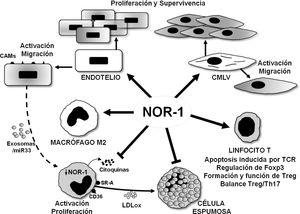 Representación esquemática de los efectos del receptor nuclear NOR-1 en las células vasculares y en las células inflamatorias/sistema inmune. En las células vasculares la inducción de NOR-1 conlleva su activación y el aumento de expresión de moléculas de adhesión (CAMs, Cell Adhesion Molecules) y regula la migración, la proliferación y la supervivencia celular. En los macrófagos NOR-1 favorece la polarización a fenotipo M2 antiinflamatorio, y limita su activación y proliferación, así como la secreción de citoquinas y la expresión de receptores implicados en la captación de lipoproteínas modificadas, con lo que previene su transformación en célula espumosa. Se ilustra la posible regulación indirecta de la expresión de NOR-1 en macrófagos a través de exosomas cargados de miR33. En linfocitos T modula la apoptosis inducida por el TCR (T Cell Receptor) y regula la expresión de Foxp3 factor de transcripción considerado el «gen maestro» que controla la formación y función de los linfocitos T reguladores (Treg).