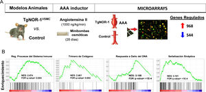 Animales que sobreexpresan NOR-1 humano en las CMLV (TgNOR-1VSMC) son más susceptibles a desarrollar aneurisma de aorta abdominal (AAA) inducido por infusión de angiotensina II (AngII). A) Se muestra el diseño experimental en el que se comparó la formación de AAA y la expresión génica (mediante microarrays) de la aorta de animales TgNORVSMC y animales control después de infundir AngII (1000ng/kg/min) mediante minibombas osmóticas durante 28 días. El análisis de la expresión diferencial detectó 968 y 544 genes cuya expresión aumentaba o disminuía, respectivamente11. B) El análisis de vías por GSEA (Gene Set Enrichment Analysis) identificó grupos de genes regulados diferencialmente relacionados, entre otros procesos, con inflamación/respuesta inmune, remodelado de la matriz extracelular, respuesta al daño del ADN, y señalización sináptica, entre estos últimos los genes codificantes para enzimas de la vía de síntesis de catecolaminas como la tirosina hidroxilasa. FDR: False discovery rate; NES: Normalized enrichment score.