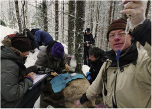 Cortesía del Prof. Ole Frobert, Scandinavian Brown Bear Research Project.