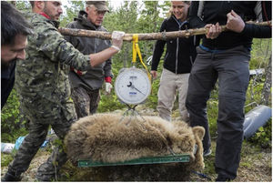 Cortesía del Prof. Ole Frobert, Scandinavian Brown Bear Research Project.