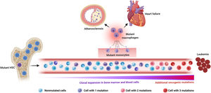 Somatic mutations and clonal hematopoiesis: shared risk factors for hematological cancer and cardiovascular disease. The random acquisition and accumulation of somatic mutations in hematopoietic stem cells is an inevitable consequence of normal aging. Some of these mutations confer a competitive advantage to the mutant cell, leading to clonal hematopoiesis, which in most cases is driven by one single mutation. While this situation increases the risk of developing a hematologic malignancy, this typically requires the acquisition of multiple mutations, which is infrequent, even in individuals with clonal hematopoiesis. The main cause of death in individuals exhibiting clonal hematopoiesis is cardiovascular disease due to the association of this phenomenon, at least when driven by certain mutations, with atherosclerotic cardiovascular disease and adverse clinical progression of heart failure. Increased inflammatory responses by mutant monocytes/macrophages are emerging as key contributors to the elevated cardiovascular risk in clonal hematopoiesis, although additional cell types may also play an important role in this context. Figure created with BioRender.com.