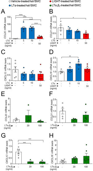 Gene expression analysis of lymphorganogenic cytokines in haVSMC. Relative expression levels of (A, E) CCL20, (B, F) CCL21, (C, G) CXCL13 and (D, H) CXCL16 in ahVSMC treated with vehicle, LTα (5ng/ml), LTα (10ng/ml) and LIGHT (50ng/ml) (A–D) and with vehicle, LTα1β2 (20ng/ml) and LTα1β2 (100ng/ml) (E–H). mRNA levels were normalized with the endogenous gene levels and relativized to the vehicle-treated VSMC mRNA levels. Statistical analysis was performed by one-way ANOVA followed by Tukey's multiple comparisons test. *p<0.05; **p<0.01; ***p<0.001;****p<0.0001.