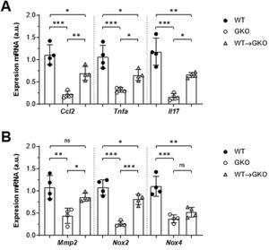 Impacto de la transferencia de macrófagos con FcγR en la expresión de genes en aorta abdominal. Análisis mediante qPCR de quimiocinas y citocinas (A) y enzimas proteolíticas y prooxidantes (B) en muestras murinas de los grupos WT, GKO y WT→GKO. Datos normalizados por 18S ARNr y expresados en unidades arbitrarias (u.a.). Valores individuales y media±DE de 4 ratones por grupo.