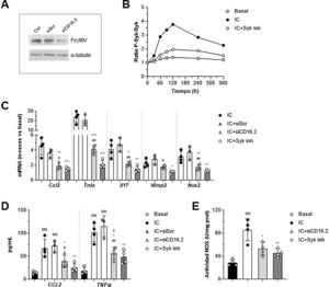 Implicación de FcγRIV/CD16.2 y Syk en las respuestas mediadas por inmunocomplejos in vitro. Macrófagos RAW 264.7 se transfectaron con ARNip específico de FcγRIV/CD16.2 (siCD16.2) y su control negativo (siScr) o se pretrataron con el inhibidor Bay 613606 y posteriormente se estimularon con IC (agregados de IgG, 150μg/mL). (A) Inmunoblot representativo de FcgRIV/CD16.2 y α-tubulina en células sin transfectar (Ctrl) y transfectadas. (B) ELISA celular de Syk (ratio fosforilada/total) en células tratadas con el inhibidor de Syk. Experimento representativo realizado en cuadruplicado. (C) Análisis de la expresión de ARNm mediante qPCR. Valores normalizados con 18S ARNr y expresados en incremento vs. condiciones basales (n=3-4 experimentos). (D) Análisis mediante ELISA de la secreción de proteínas CCL2 y TNF-α al sobrenadante celular (n=3-4 experimentos). (E) Medida de la producción de ROS dependiente de NOX mediante ensayo de lucigenina, expresada en unidades de quimioluminiscencia por concentración de proteína (n=4 experimentos). *p<0,05, **p<0,01 y ***p<0,001 vs. IC; #p<0,05 y ##p<0,01 vs. siScr; $p<0,05 y $$$p<0,001 vs. basal.