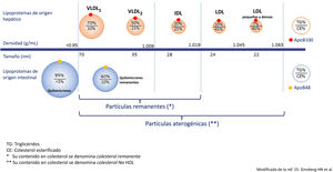 Modificada de Ginsberg et al.15.
