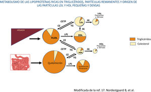 Los quilomicrones y las VLDL son secretados desde el intestino y el hígado, respectivamente, a la circulación sanguínea, donde sufren un proceso rápido de delipidación por la lipoproteinlipasa y la lipasa hepática que inducen la liberación de ácidos grasos libres y la formación de partículas remanentes, tanto de los quilomicrones, como de las VLDL. En las situaciones que cursan con un aumento del flujo de ácidos grasos al hígado, como el síndrome metabólico y la resistencia a la insulina, se produce una mayor producción y secreción de VLDL hepáticas, situación que aumenta la actividad de la proteína transferidora de ésteres de colesterol (CETP), que da lugar a que las partículas remanentes adquieran colesterol de las HDL a cambio de triglicéridos, y todo ello, junto con la delipidación de los triglicéridos por las lipasas, da lugar a la formación de unas partículas remanentes pequeñas, ricas en colesterol y deplecionadas de triglicéridos, con un aumento del colesterol remanente plasmático. Así mismo, la activación de la CETP induce la transferencia de triglicéridos desde las LPRTG a las HDL y las LDL y estas partículas deplecionadas de colesterol y ricas en triglicéridos, una vez sufren la acción de la lipasa hepática, se transforman en unas LDL y HDL pequeñas y densas. Las LDL pequeñas y densas tienen un alto potencial aterogénico y las HDL pequeñas y densas tienen un menor efecto protector frente a la arteriosclerosis, lo que resulta en una situación altamente aterogénica.