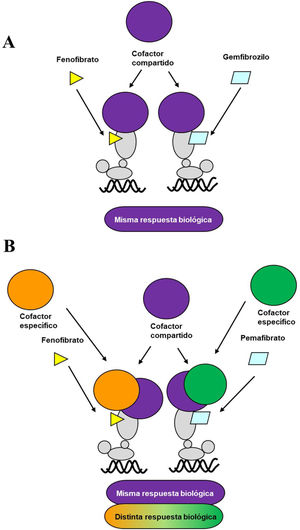 A. Ligando clásico del receptor PPARα: ambos ligandos (fenofibrato y gemfibrozilo) reclutan los mismos coactivadores de transcripción y producen efectos similares. B. Modulador del receptor PPARα: pemafibrato comparte coactivadores con el ligando clásico (fenofibrato), pero recluta también coactivadores diferentes, presentando así un perfil de eficacia y seguridad diferenciado del fenofibrato.