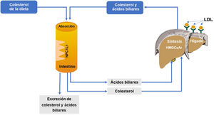 Mecanismos de regulación hepática e intestinal del colesterol. HMG-CoAr: 3-hidroxi-3-metil-glutaril-CoA reductasa; LDL: lipoproteína de baja densidad; NPC1L1: Niemann-Pick C1 L1.
