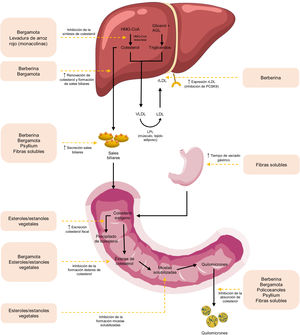 Mecanismos de acción a través de los cuales los esteroles vegetales y nutracéuticos ejercen su acción. Modificada de Cicero AFC, Colleti A, Bajraktari G, Descamps O, Djuric DM, Ezhov M, et al. Lipid lowering nutraceuticals in clinical practice: Position paper from an International Lipid Expert Panel. Arch Med Sci. 2017;13:965-1005. doi: 10.5114/aoms.2017.69326.
