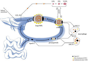 HDL life cycle in healthy conditions. ApoA-I from liver and the intestine is secreted into circulation and loaded with lipids by the interaction with the ABCA1 transporter (pre-β HDL). Further lipidation and conversion of free cholesterol to cholesteryl esters cause particle maturation which is accompanied with an increase in size and compositional complexity. LDL-R: low-density lipoprotein receptor; SR-B1: scavenger receptor B1; LCAT: lecithin cholesterol acyltransferase; CETP: cholesteryl ester transfer protein; TG: triglycerides; CE: cholesteryl ester; ABCG1: ATP binding cassette subfamily G member 1; ABCA1: ATP binding cassette subfamily A member 1; ApoA-I: apolipoprotein A-I; HDL: high-density lipoprotein; LDL: low-density lipoprotein; IDL: intermediate-density lipoprotein; VLDL: very low-density lipoprotein.