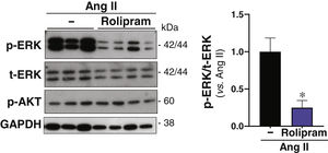 Efecto del tratamiento con rolipram sobre la activación de ERK1/2 y AKT en ratones ApoE-/− infundidos con Ang II. Los ratones ApoE-/− se infundieron con Ang II (1.000 ng/kg/min) durante 28 días y se trataron o no con rolipram (Rol; 3mg/kg/día; i.p.). Se muestran imágenes representativas del análisis por Western blot correspondientes a los niveles de la forma fosforilada de ERK1/2 (p-ERK1/2), ERK total (t-ERK), y la forma fosforilada de AKT (p-AKT). Los niveles de GAPDH se muestran como control de carga. El histograma corresponde a la cuantificación relativa del nivel de fosforilación de AKT en cada grupo experimental. Los resultados se muestran como media±SEM (salino, n=4; Ang II, n=6; rolipram, n=4). *p<0,05 vs. Ang II sola.